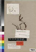 Image result for Laurembergia repens