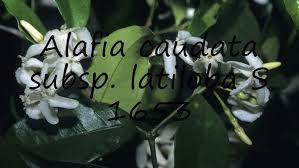 Image result for Alafia caudata
