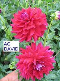 Ac David A Dark Red Or Purple Depending On Temperature Herbaceous Perennials Dahlia Perennial Plants