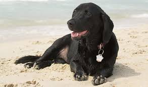 The most common labrador hound mix material is polyester. Basador Dog Breed Information