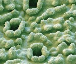 Stoma opens or closes as per its water need. Speeding Up Stomatal Responses Science