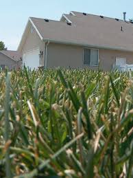 So if you need to water only twice a week, then you could water more area with 10 gpm of water flow. Brown Lawn Dilemma Cities Look For Balance With Code Enforcement Water Conservation Kutv