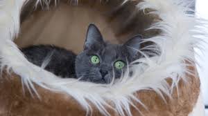 Wenn deine katze auf das bett, dem sofa, der decke oder einem anderen ungewöhnlichen ort pinkelt, musst du maßnahmen ergreifen. Die Katze Pinkelt Ins Bett Katzenwelt Net
