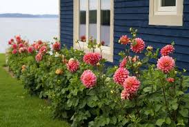 Dahlias Gardens Gardening Flowers Plants Garden Advice January Dahlias Garden Plants Garden Design