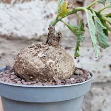 Image result for Pterodiscus elliottii