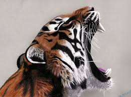 yawning tiger colored pencils drawing by jasminasusak on deviantart tiger drawings colored pencil artwork pencil drawings of animals