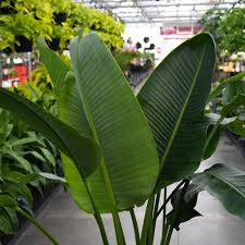 Image result for Strelitzia