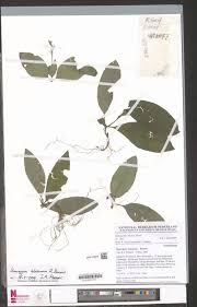 Image result for Saintpauliopsis lebrunii