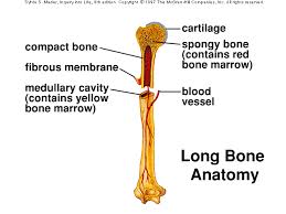 Label the parts of a long bone. How We Move Let S Do Science