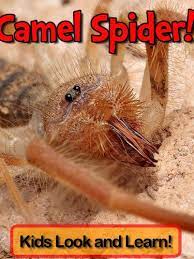 While technically not spiders, these desert dwelling arachnids (also called wind. Camel Spiders Learn About Camel Spiders And Enjoy Colorful Pictures Look And Learn 50 Photos Of Camel Spiders Kindle Edition By Wolff Becky Children Kindle Ebooks Amazon Com