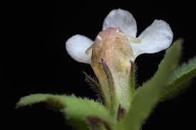 Image result for Vandellia diffusa