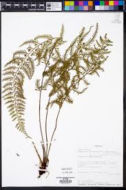 Image result for Asplenium rutifolium