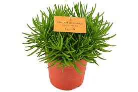 Image result for Senecio greenwayi