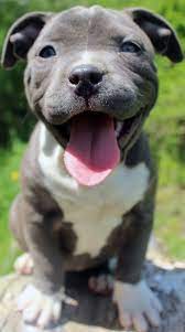 These lovable pups can have black, brown, blue, liver, fawn, white, red, or brindle coats. Blue Nose Pitbull Puppies For Sale Blue Nose Pitbull Breeders Baby Pitbulls For Sale