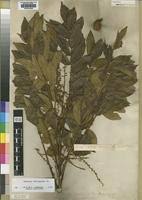 Image result for Cnestis