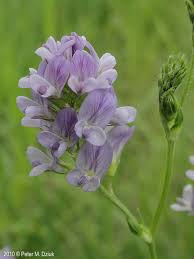 Image result for Medicago sativa