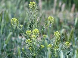 Image result for Kotschya stolonifera