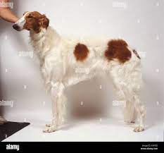 Borzoi Russian Profile The Borzoi Russian Dog Is On The Green Grass Stock Photo Alamy