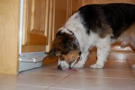 All You Need To Know About Dog Licking Vetdepot Blog
