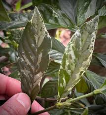 Image result for Psychotria auxopoda