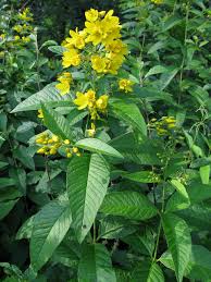 Image result for Lysimachia tenuicaulis