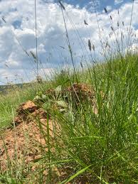 Image result for Setaria incrassata