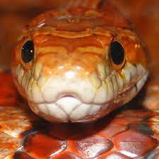 We have the best collection . Snake Moving Live Wallpaper Apk 10 05 Download Free Apk From Apksum