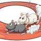 Mouse Races event image