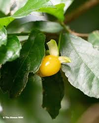 Image result for Streblus