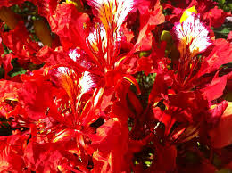 Ls of a flamboyant flower. Draw And Label The Longitudinal Section Of A Flamboyant Flower Shefalitayal