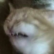 Wojak seething sneed cat dabbing dancing. 25 Cats In Cowboy Hats Ideas Cats Cowboy Hats Cute Animals