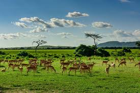 Объединённая респу́блика танза́ния (суахили jamhuri ya muungano wa tanzania tanzaˈni.a, англ. A Rough Guide To Planning A Tanzania Safari Rough Guides