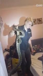 شارك هذه المقالة مع أصدقائك! ÙÙŠØ¯ÙŠÙˆ Ø«Ø¹Ø¨Ø§Ù† Ø¶Ø®Ù… ÙŠØ®ØªØ¨Ø¦ ÙÙŠ Ù…Ù†Ø²Ù„ Ø¨Ø£Ø³ØªØ±Ø§Ù„ÙŠØ§ Ù„Ù„Ù…Ø±Ø© Ø§Ù„Ø«Ø§Ù†ÙŠØ© Ø¨Ø¹Ø¯ Ø¥Ø¨Ø¹Ø§Ø¯Ù‡