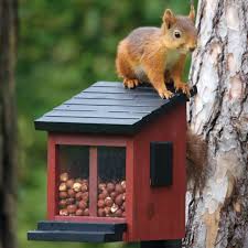 Futterbox Fur Eichhornchen Aus Wetterfestem Massivholz Mit Plexiglas Fenster Eichhornchen Eichhornchen Futterhaus Eichhornchen Futtern