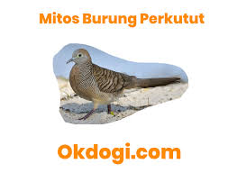 Pada waktu dulu karena belum ada media transportasi untuk mengirimkan segala kabar seperti surat menyurat misalnya sering kali manusia menggunakan. Mitos Gaib Burung Perkutut Yang Di Percaya Banyak Orang