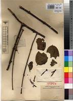 Image result for Globimetula mweroensis