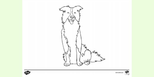 Top 25 dog coloring pages for kids: Free Border Collie Dog Colouring Sheet Twinkl Primary Resources