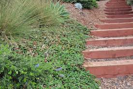 Image result for Fragaria chiloensis