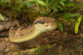 Bushmaster Bushmaster Matabuey Real Lachesis Stenophrys Conocida Comunmente Como La Cascabeles Mudas Es Una De Las Ser Bushmaster Pit Viper Christian