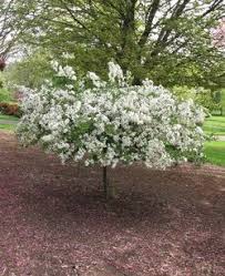 The glossy leaves come with a hint of yellow, orange, and red. Fruit Ornamental Trees Ornamental Trees Outdoor Gardens Landscaping Small Trees