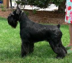 His ancestry dates back to the 1400s. Elkhart Black Standard Schnauzers Standard Schnauzer Schnauzer Grooming Schnauzer