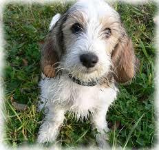 Image result for malý vendéeský hrubosrstý honič