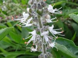 Image result for Astripomoea grantii