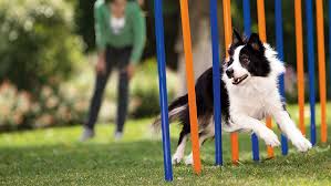 Treningi agility dla psów: dla zwierzaków bystrych i sprawnych | MAXI ZOO