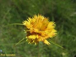 Image result for Cyperus obtusiflorus