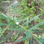 Image result for Chamaecrista mimosoides