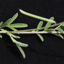 Image result for Indigastrum costatum