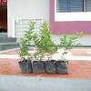 Fast and easy steps to grow a pomegranate tree from seed from grocery store bought fruits. 1