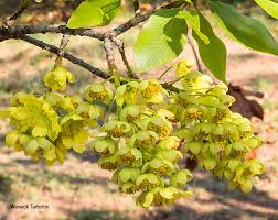 Image result for Ochna pulchra
