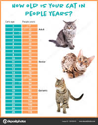 comparison chart of cat and human years stock photo